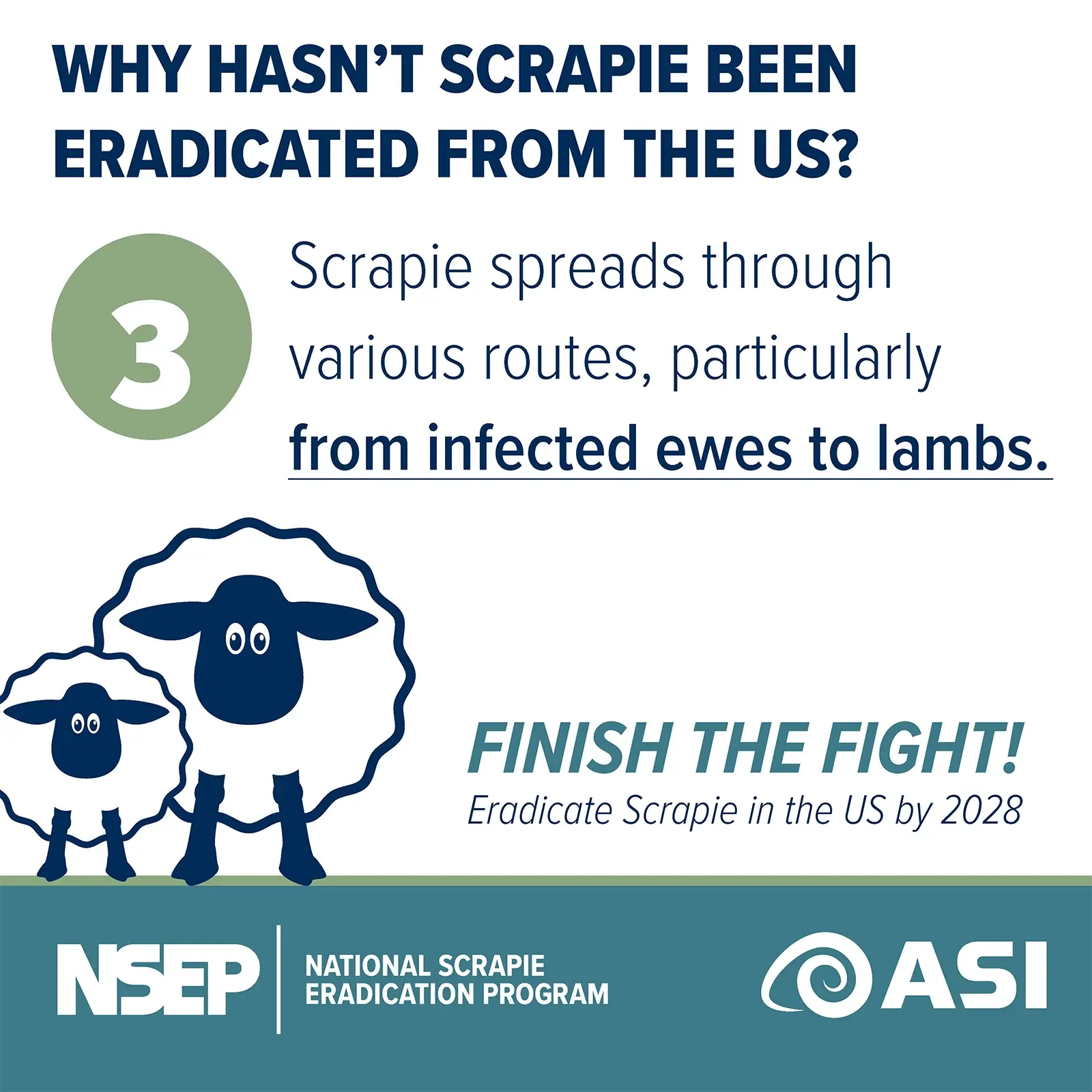 Why-Hasn't-Scapie-Been-Eradicated-Froam-The-US-2