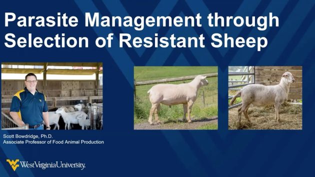 parasite-management-through-selection-of-resistant-sheep Parasite Management Through Selection of Resistant Sheep